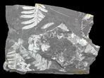 Wide Fossil Seed Fern Plate - Pennsylvania #53697-1